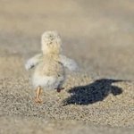 [진격의거인] 사담) 그동안 너무 너무 고마웠어 얘들아