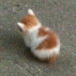 오늘 <b>국어</b>때 <b>국어책</b>읽다가 궁금한게 생겼는데