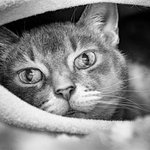 <b>무채색</b>이라 더 분위기 있는 냥이 일상