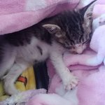 [고양이] <b>생후</b>3주 토끼닮은 아깽이구조 2탄