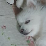 [댓글부탁해] 혹시 쌍수 잘아는사람있어???? 병원 상담 다녀왔는데...