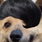 [강아지] <b>최준</b>이 아닌 개준