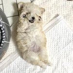 [반려<b>동물</b>] 우리 라떼 넘 귀엽지 않아?-? 3개월 말티푸양