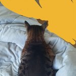 [드루와] ㅋㅋㅋ우리 고앵이 <b>이불위</b>에 누워있음