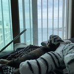 [고양이] + 감사합니당)우리집의 한국<b>토종</b>고양이 자랑하고 싶어요