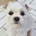 꿈을 이뤘어!! <b>복실</b>이 보구가!!!