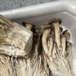 [개깊은빡침] <b>버섯</b>은 곰팡이류라서 곰팡이 핀걸 알면서도  판매해도...