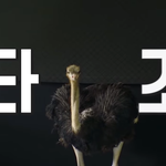 타조랑 펭귄이랑 달리기시합을 하면?!