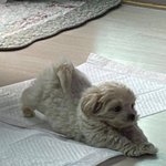 얘들어 이거 얼마에 팔아?