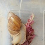 [반려<b>동물</b>] 6년 키운 달팽이가 죽었어요..ㅠㅠ