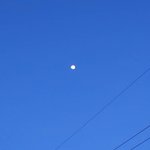 ? ㅅㅂ 원래 블랙<b>라벨</b>보다 마플 1등급이 더 어려움?