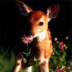 <b>신선</b>의 반려라는 별명 가진 동물