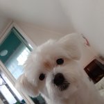 강아지 자랑하고 싶어서 쓰는 글