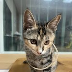 [고양이] 3탄 우리집의 귀염둥이 코숏 자랑해요