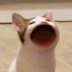 <b>니</b>네 얼굴 <b>컴플렉스</b> 뭐임