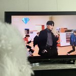 [세븐틴] 아니 밑에 밥<b>푸리</b> 글 보고