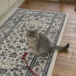 [고양이] 쪼꼬미냥 <b>제제</b> 다시 왔어요 !