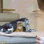 [강<b>다니엘</b>] 나혼자 산다 예고편