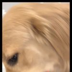 [강아지] <b>니</b>가 아무리 리트리버지만..