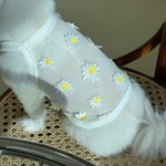 강아지 <b>크롭</b>티 나옴ㅋ