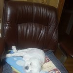 <b>내</b> <b>눈</b>엔 너무 이쁜 우리 집 강아지