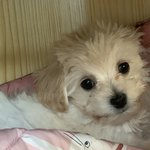 [댓글부탁해] 울집댕댕이 실시간 자는중 <b>포착</b>