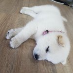 <b>허버</b>허버 미치겠다 ㅠㅠㅠ