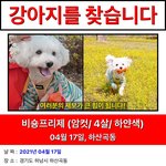 강아지를 잃어버렸어요ㅠㅠ제발 한 번만 봐주세요!!