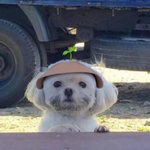 [NCT즌] <b>강쥐</b> 아니냐고ㅠㅠ