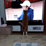 [스키즈] <b>집사</b>테이들!