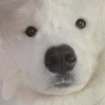 [NCT즌] <b>코에</b> 뽀뽀하고 싶다