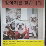 빨간하네스를 한 시<b>츄</b>찾습니다(충주)