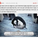 [드루와] 톡선 동물썰 아델리<b>펭귄</b> 진짜 아님ㅠㅠ 들어와서 읽어줘