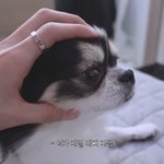 [황현진] <b>현진</b>이가 까미에게 해주는 말