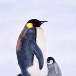 [댓글부탁해] 나 쌍수하면 아까울눈임?