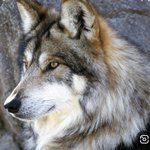 나 옛날부터 느꼈는데 <b>라뮤</b>끄랑 슈가 닮지 않았냐