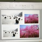 피피티로 사진 뽑을 때 사이즈 좀 봐<b>주랑</b>ㅇㅇ. ㅜㅜ