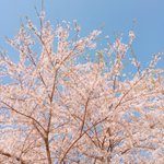 초딩 때 찍은 벚꽃 사진인데