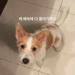 로제 요즘 조용하네