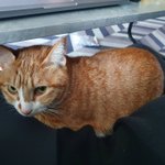 [고양이] 광주북구 본촌동 고양이를 찾습니다