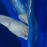 [더보이즈] 이재현 <b>물</b> <b>속</b>에서도 더비 반지 낌