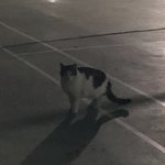 [진격의거인] 고<b>야옹이</b>