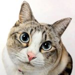 실물보다 더 <b>실제</b> 같은 냥이 그림