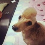 미용실에 강아지 데려가는 거 에<b>바냐</b>