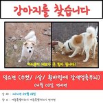 [강아지를 찾습니다] 충남, 세종시 믹스견 수컷 1살 (<b>흰색</b>,갈색)