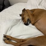 [반려<b>동물</b>] 우리집 강아지 잘 때 왜 저러고 자는지 아시는분..