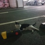 [진격의거인] ㅅㄷ) ㄹ길냥이