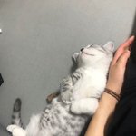 [고양이] 귀여운 우리 별이 보고가세요~