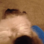 표정 <b>연기</b>까지 되는 대<b>배우</b> 냥이
