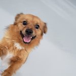 고속도로에서 데려온 강아지 근황이에요 ㅋㅋ